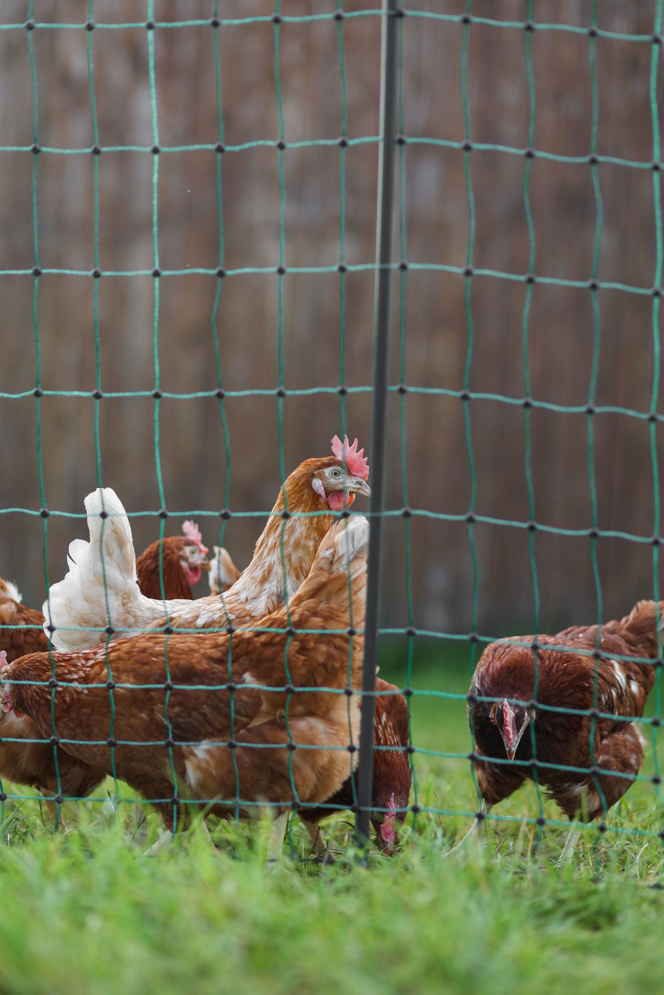 PoultryNet