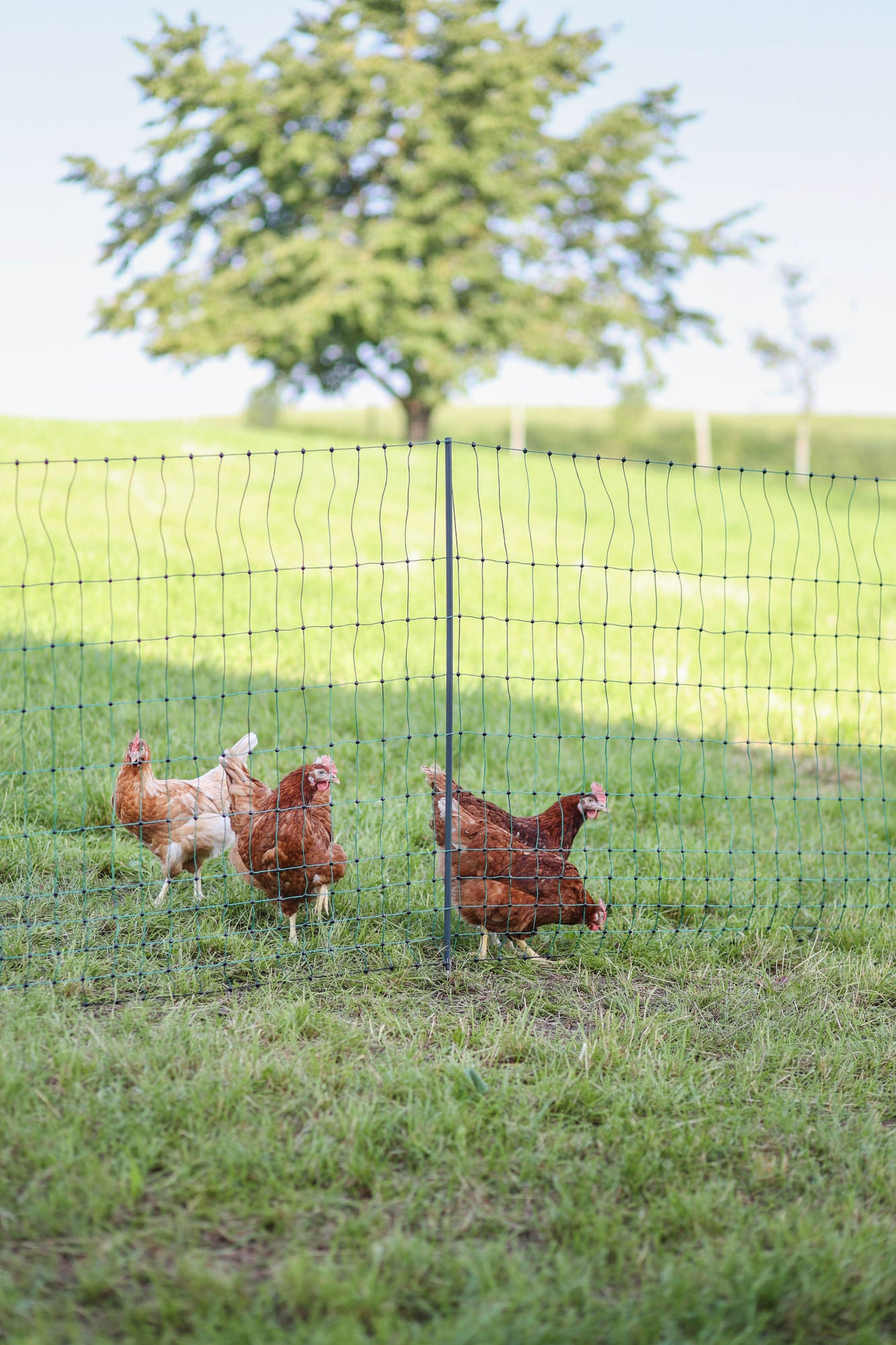 PoultryNet