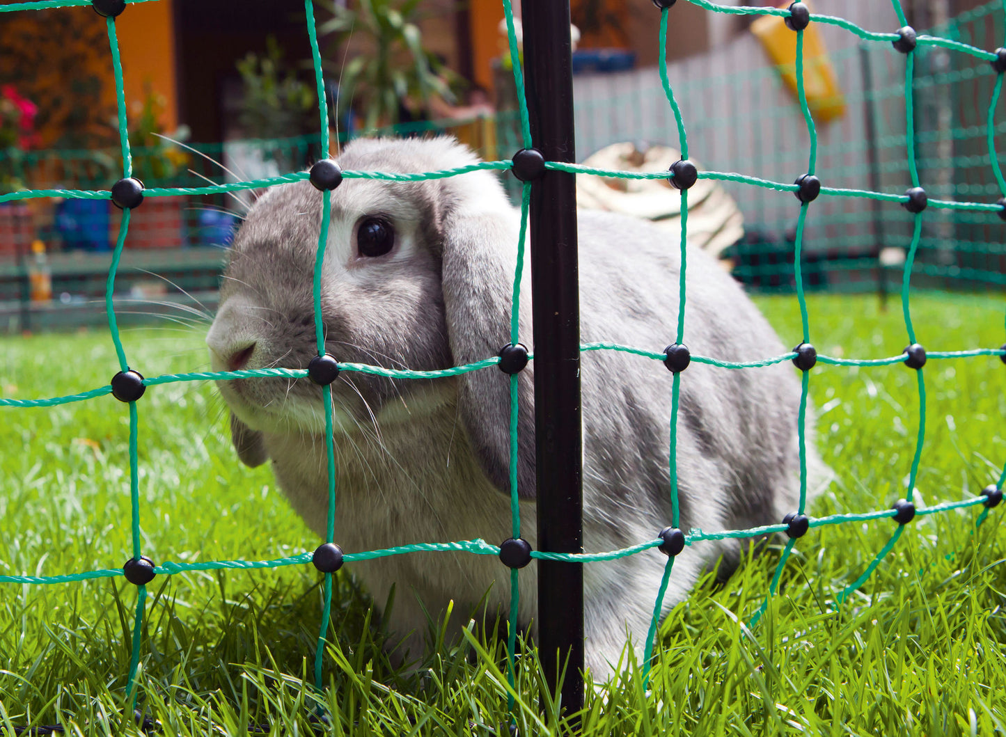 RabbitNet