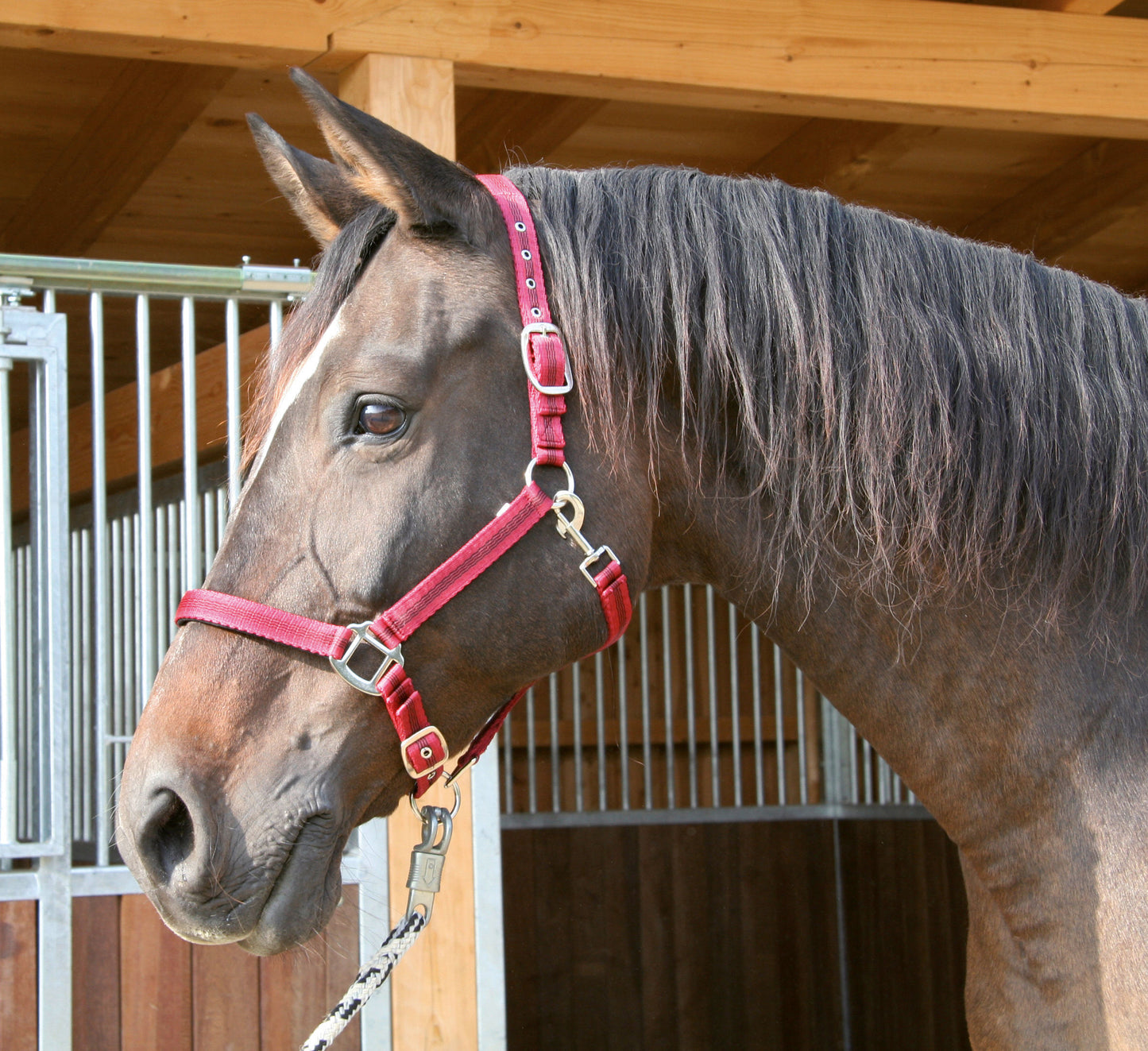 Licol Mustang